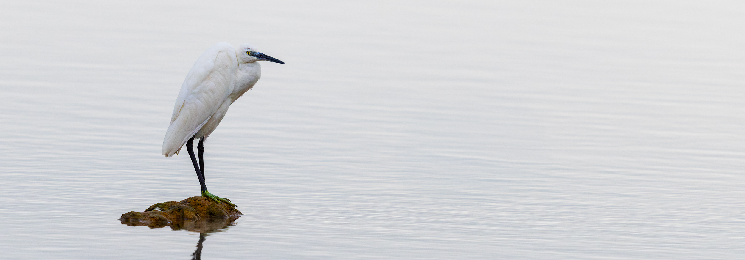  Egretta garzetta